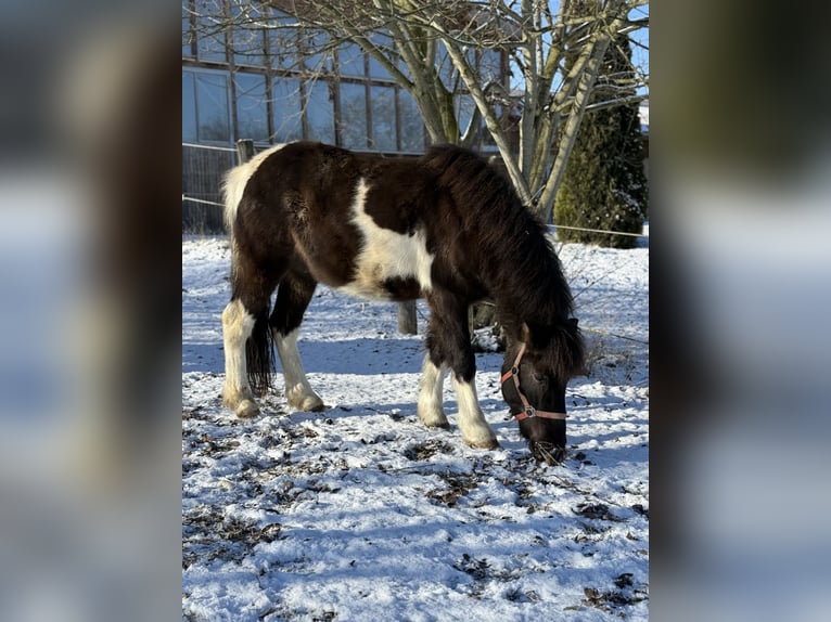 Icelandic Horse Gelding 5 years 13,3 hh Pinto in Achstetten
