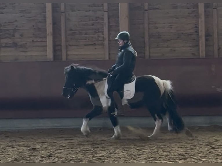 Icelandic Horse Gelding 5 years 13,3 hh Pinto in Achstetten