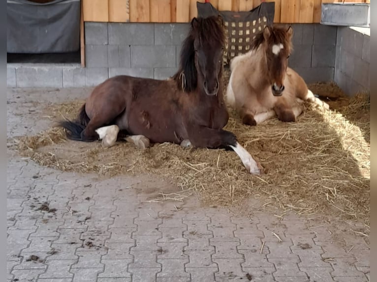 Icelandic Horse Gelding 5 years 14,1 hh Black in Euskirchen