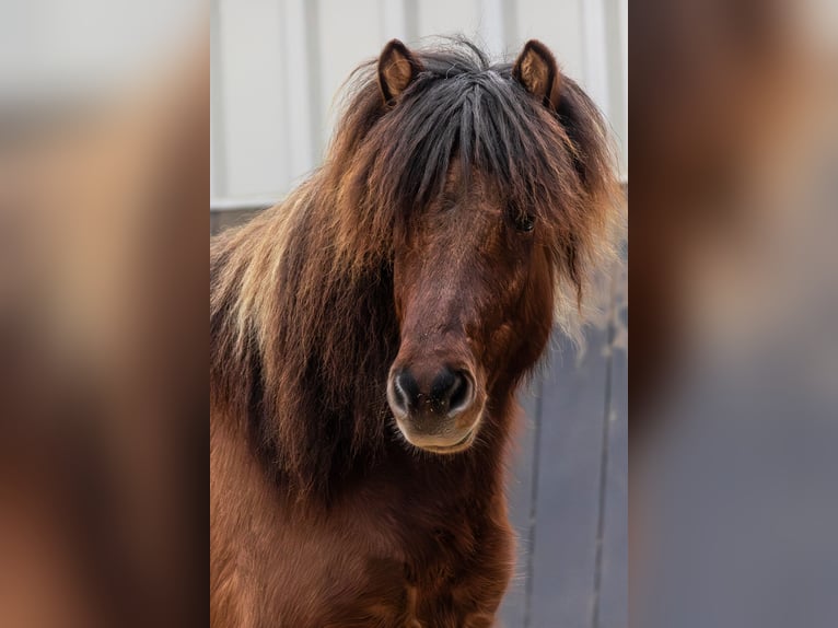 Icelandic Horse Gelding 5 years 14,1 hh Brown in Lehmrade