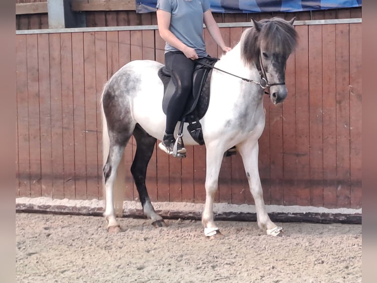 Icelandic Horse Gelding 5 years 14,1 hh Can be white in Lindlar