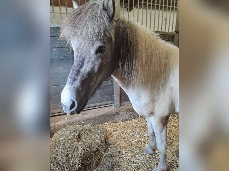 Icelandic Horse Gelding 5 years 14,1 hh Can be white in Lindlar