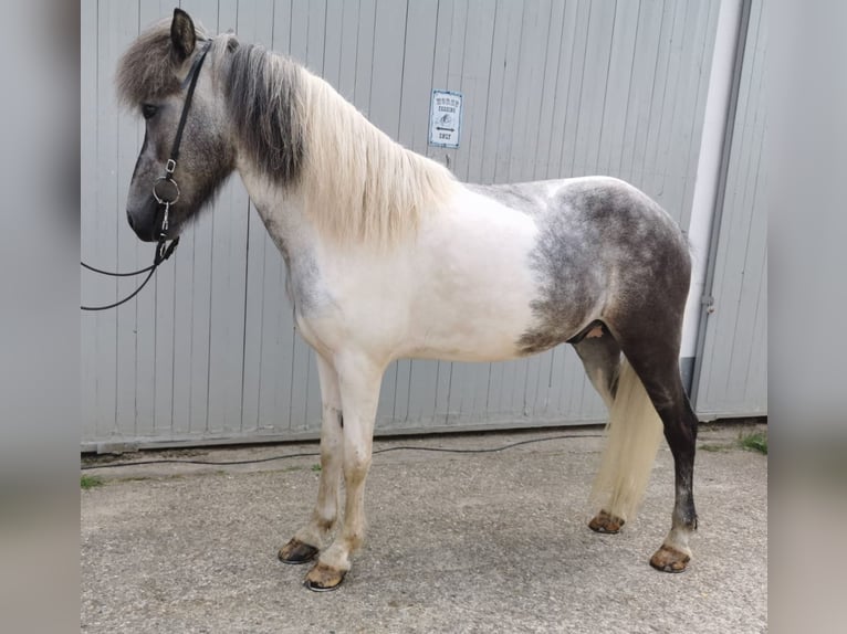 Icelandic Horse Gelding 5 years 14,1 hh Can be white in Lindlar