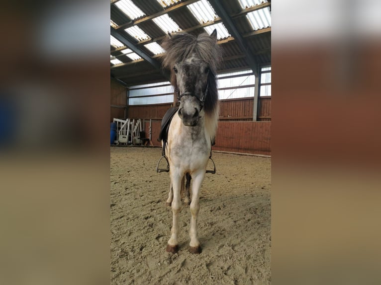 Icelandic Horse Gelding 5 years 14,1 hh Can be white in Lindlar