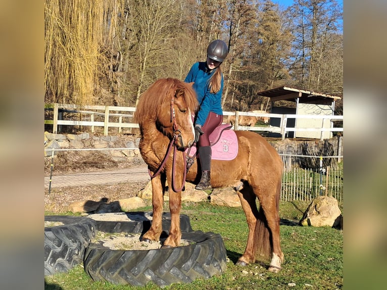 Icelandic Horse Mix Gelding 5 years 14.1 hh Chestnut-Red in Bayerbach