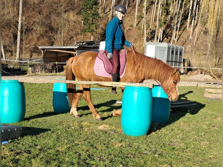 Icelandic Horse Mix Gelding 5 years 14.1 hh Chestnut-Red in Bayerbach