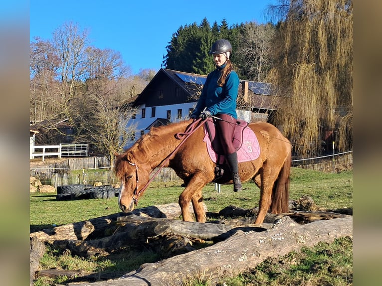 Icelandic Horse Mix Gelding 5 years 14.1 hh Chestnut-Red in Bayerbach