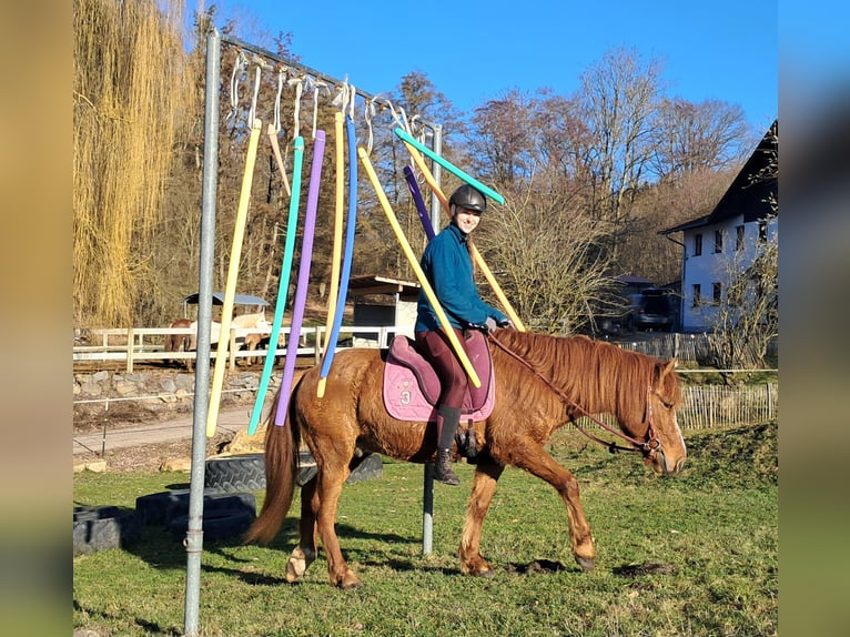 Icelandic Horse Mix Gelding 5 years 14.1 hh Chestnut-Red in Bayerbach