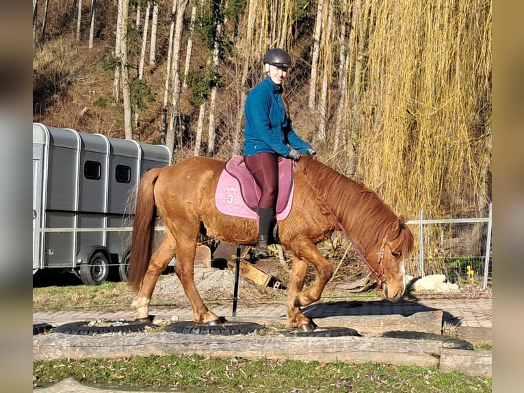 Icelandic Horse Mix Gelding 5 years 14.1 hh Chestnut-Red in Bayerbach