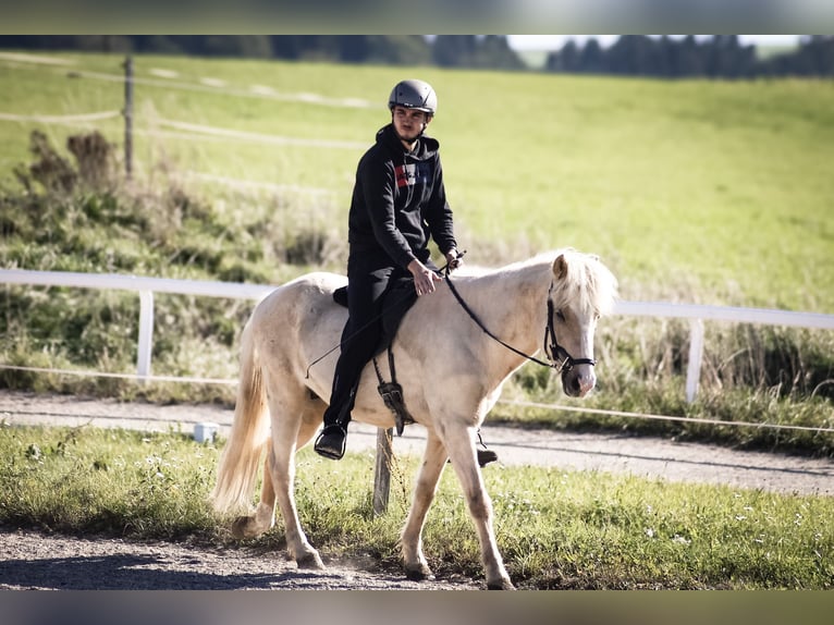 Icelandic Horse Gelding 5 years 14,1 hh Palomino in Straßwalchen