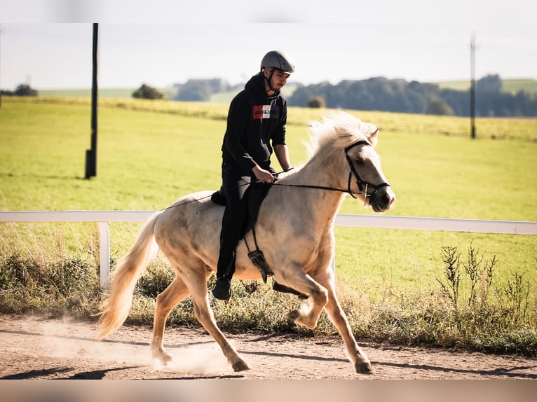 Icelandic Horse Gelding 5 years 14,1 hh Palomino in Straßwalchen