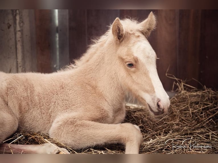 Icelandic Horse Gelding 5 years 14,1 hh Palomino in Straßwalchen