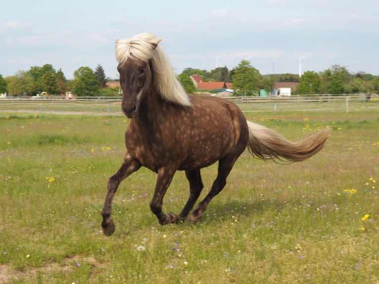 Icelandic Horse Gelding 5 years 14,1 hh White in Röderland