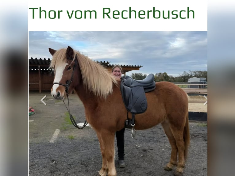 Icelandic Horse Gelding 5 years 14.2 hh Chestnut-Red in Euskirchen