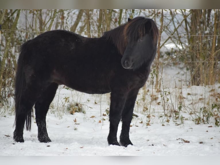 Icelandic Horse Gelding 5 years 14,2 hh in Blunk