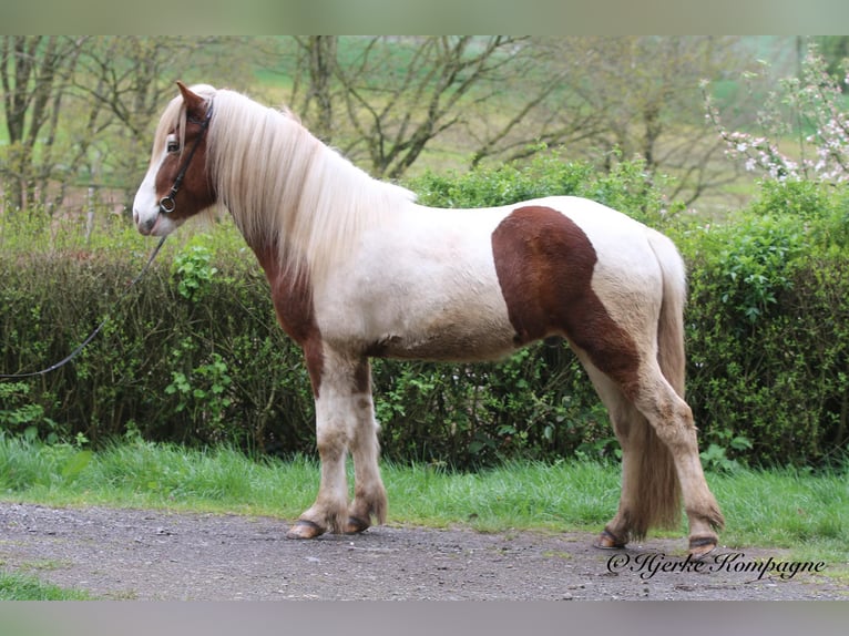 Icelandic Horse Gelding 5 years 14,2 hh Pinto in Dohm-Lammersdorf