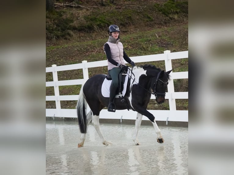 Icelandic Horse Mix Gelding 5 years 14,2 hh Pinto in Nettersheim