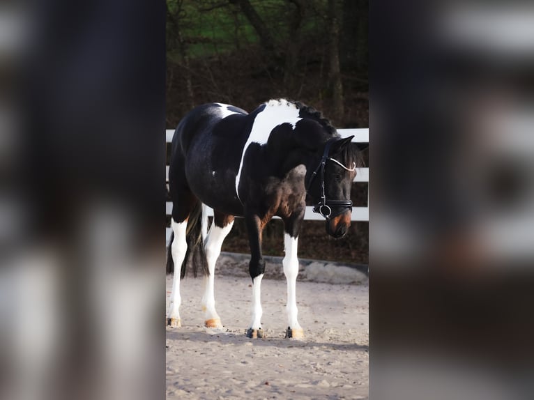 Icelandic Horse Mix Gelding 5 years 14,2 hh Pinto in Nettersheim