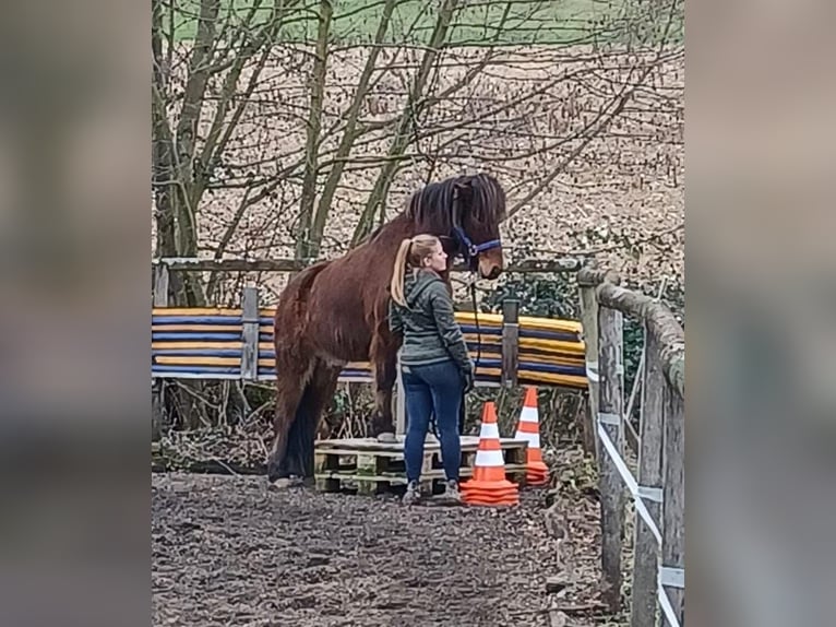 Icelandic Horse Gelding 5 years 14 hh Bay-Dark in Emmendingen