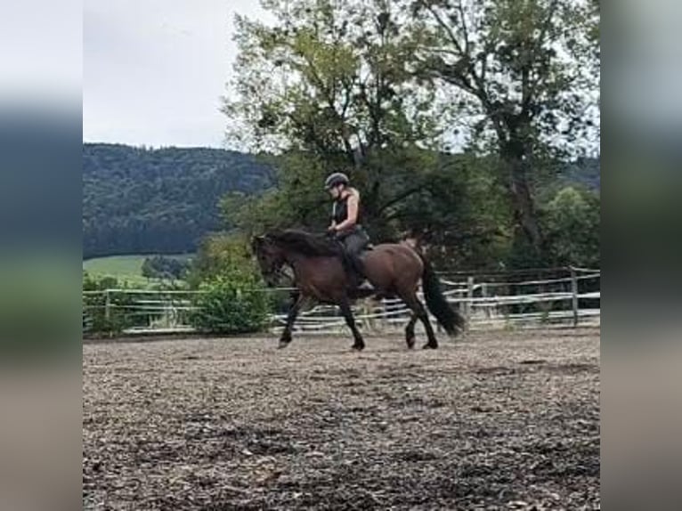 Icelandic Horse Gelding 5 years 14 hh Bay-Dark in Emmendingen