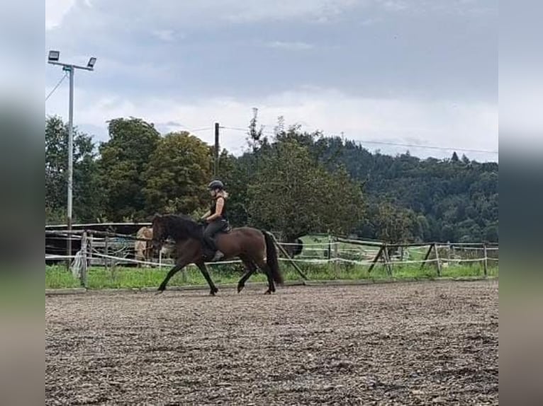 Icelandic Horse Gelding 5 years 14 hh Bay-Dark in Emmendingen