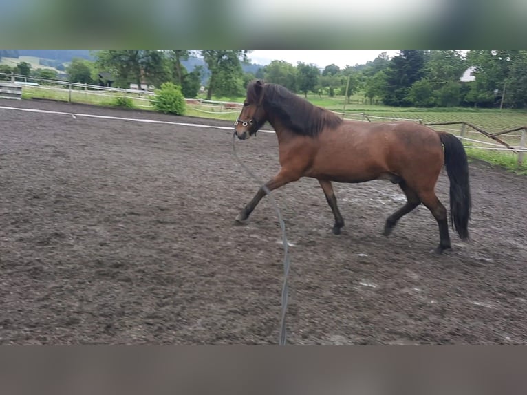 Icelandic Horse Gelding 5 years 14 hh Bay-Dark in Emmendingen