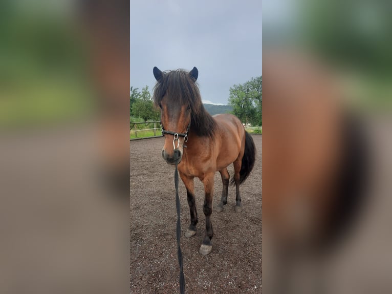 Icelandic Horse Gelding 5 years 14 hh Bay-Dark in Emmendingen