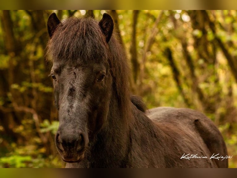 Icelandic Horse Gelding 5 years 14 hh Black in Dreieich
