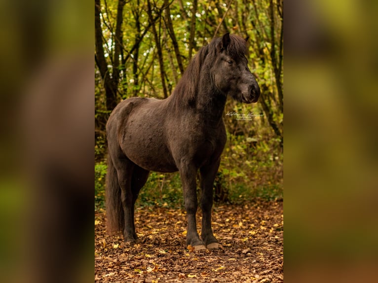 Icelandic Horse Gelding 5 years 14 hh Black in Dreieich