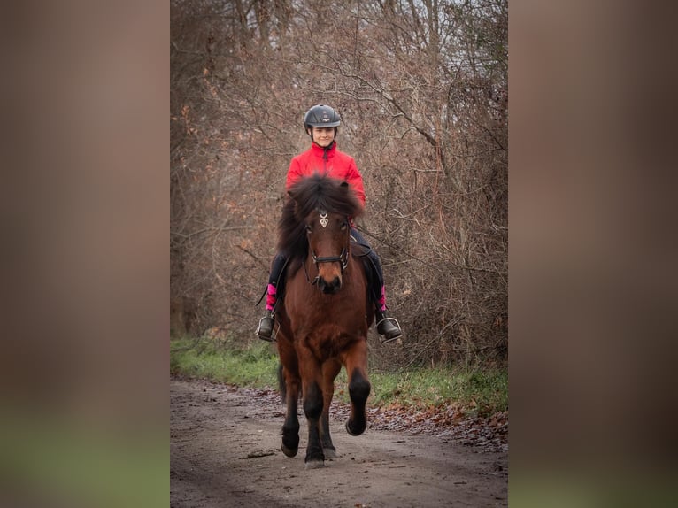 Icelandic Horse Gelding 5 years 14 hh Brown in Lehmrade