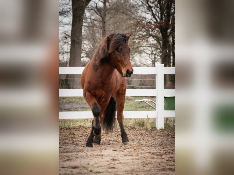 Icelandic Horse Gelding 5 years 14 hh Brown in Lehmrade