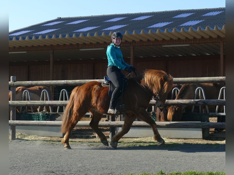 Icelandic Horse Gelding 5 years 14 hh Chestnut-Red in Euskirchen