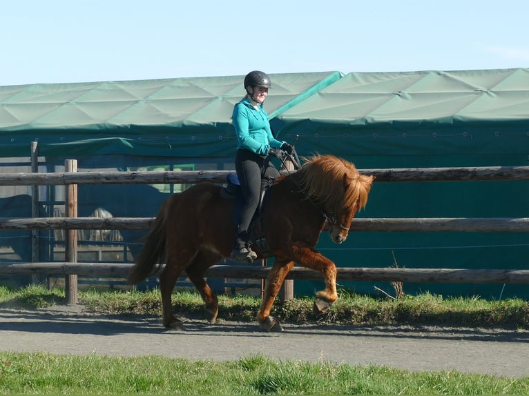 Icelandic Horse Gelding 5 years 14 hh Chestnut-Red in Euskirchen
