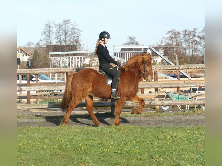Icelandic Horse Gelding 5 years 14 hh Chestnut-Red in Euskirchen