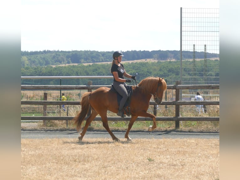 Icelandic Horse Gelding 5 years 14 hh Chestnut-Red in Euskirchen