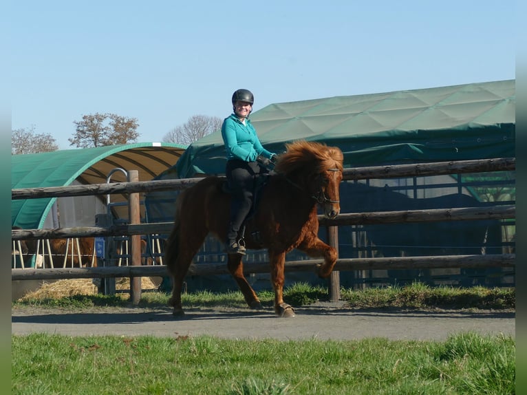 Icelandic Horse Gelding 5 years 14 hh Chestnut-Red in Euskirchen