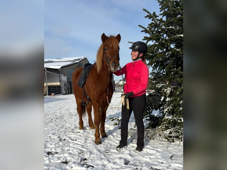 Icelandic Horse Gelding 5 years 14 hh Chestnut-Red in Euskirchen