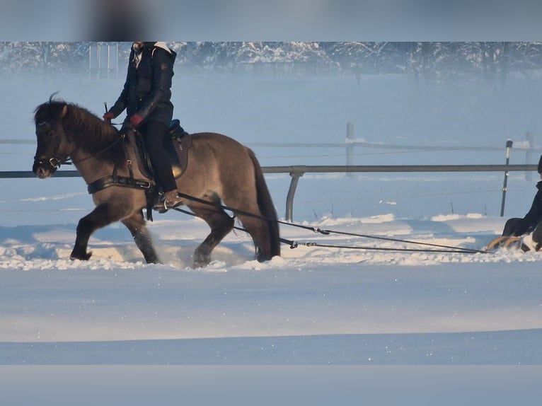 Icelandic Horse Gelding 5 years 14 hh Dun in Bobingen