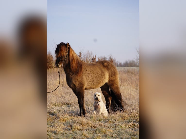 Icelandic Horse Gelding 5 years 14 hh Dun in Bobingen