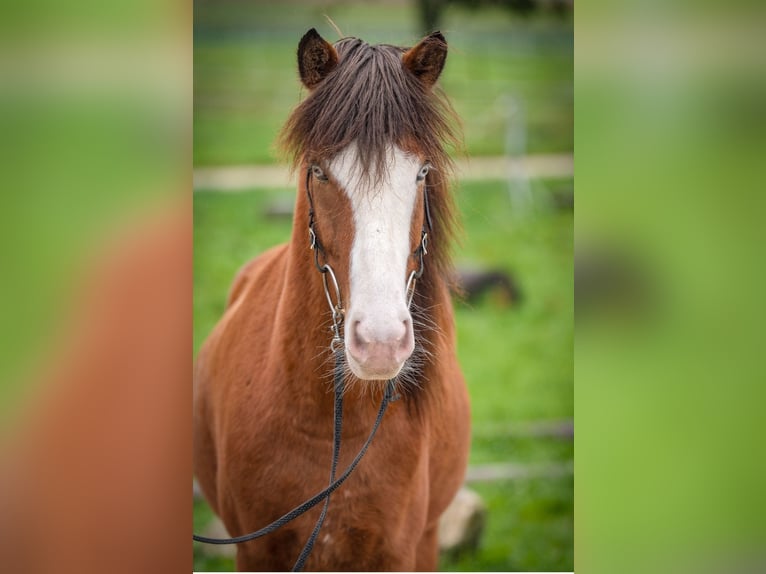 Icelandic Horse Gelding 5 years 14 hh Pinto in Aichtal