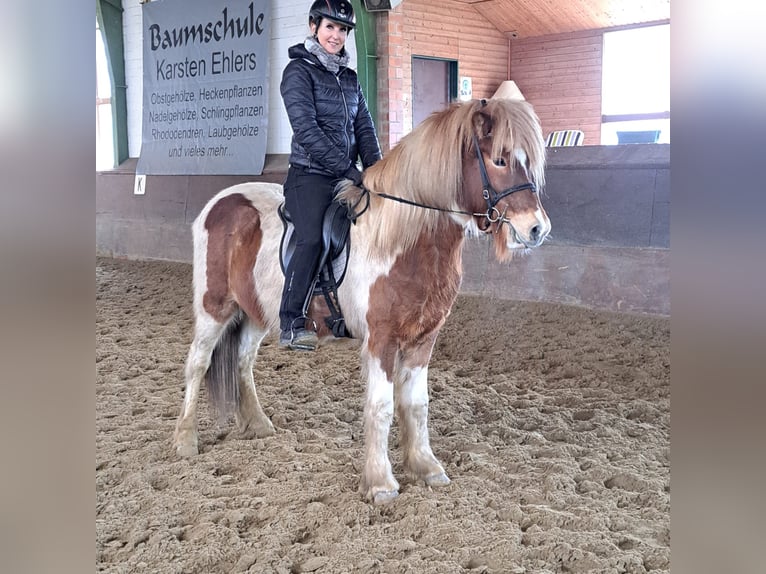 Icelandic Horse Gelding 5 years 14 hh Pinto in Bruchsal