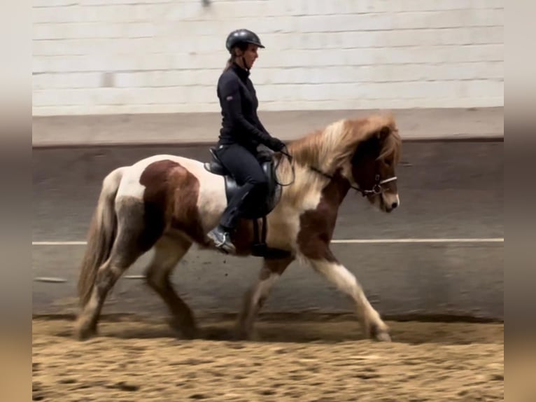 Icelandic Horse Gelding 5 years 14 hh Pinto in Bruchsal