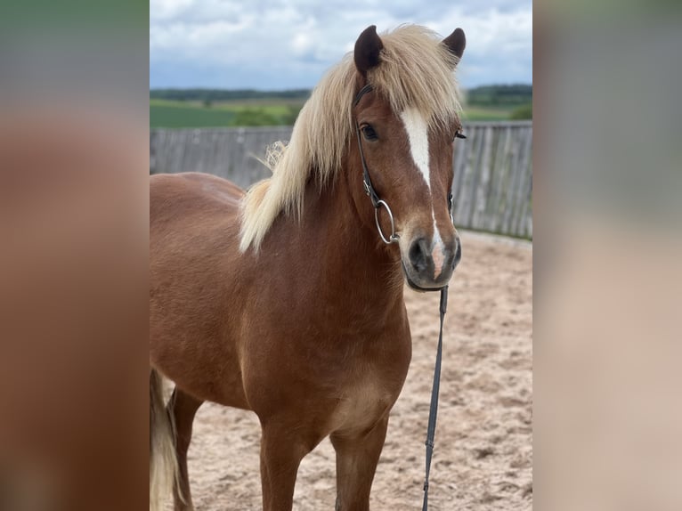 Icelandic Horse Gelding 5 years 14 hh Sorrel in Bretzfeld