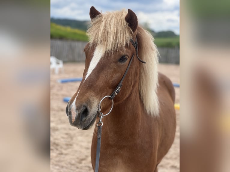 Icelandic Horse Gelding 5 years 14 hh Sorrel in Bretzfeld