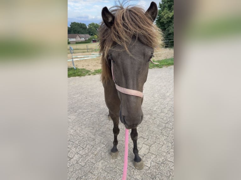 Icelandic Horse Gelding 5 years 14,1 hh Black in Melle