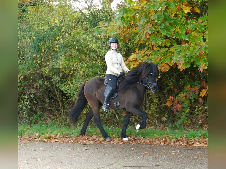 Icelandic Horse Gelding 5 years 14,1 hh Black in Euskirchen