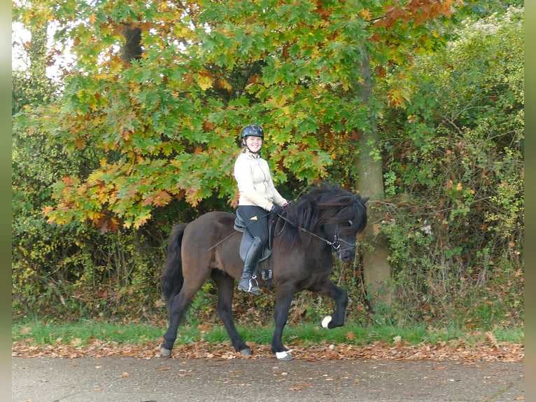 Icelandic Horse Gelding 5 years 14,1 hh Black in Euskirchen