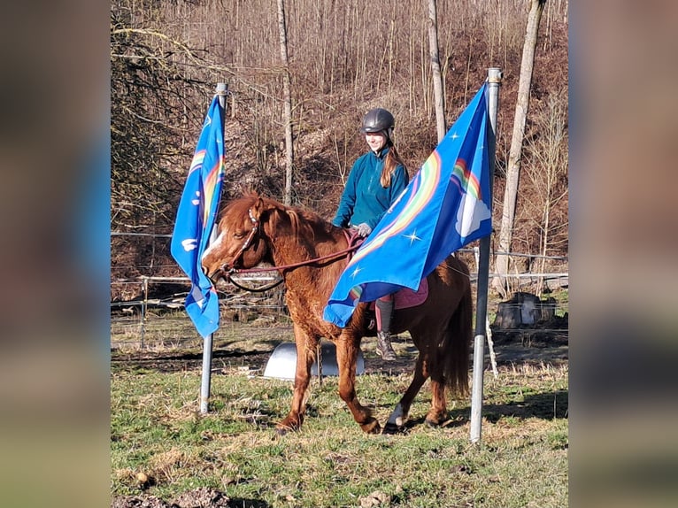 Icelandic Horse Mix Gelding 5 years 14,1 hh Chestnut-Red in Bayerbach