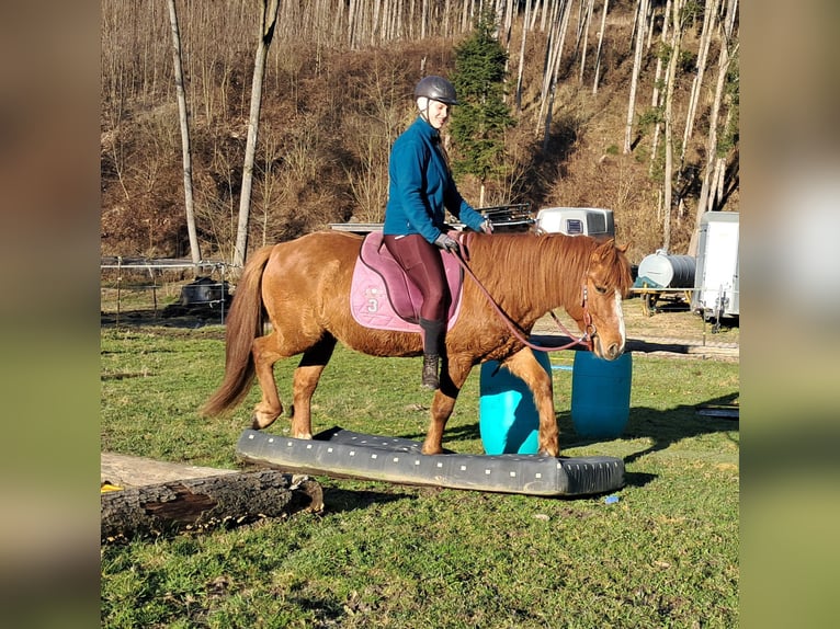 Icelandic Horse Mix Gelding 5 years 14,1 hh Chestnut-Red in Bayerbach