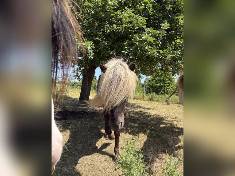 Icelandic Horse Gelding 5 years 14,1 hh in Rosbach vor der H&#xF6;he Ober-RosbachRosbach